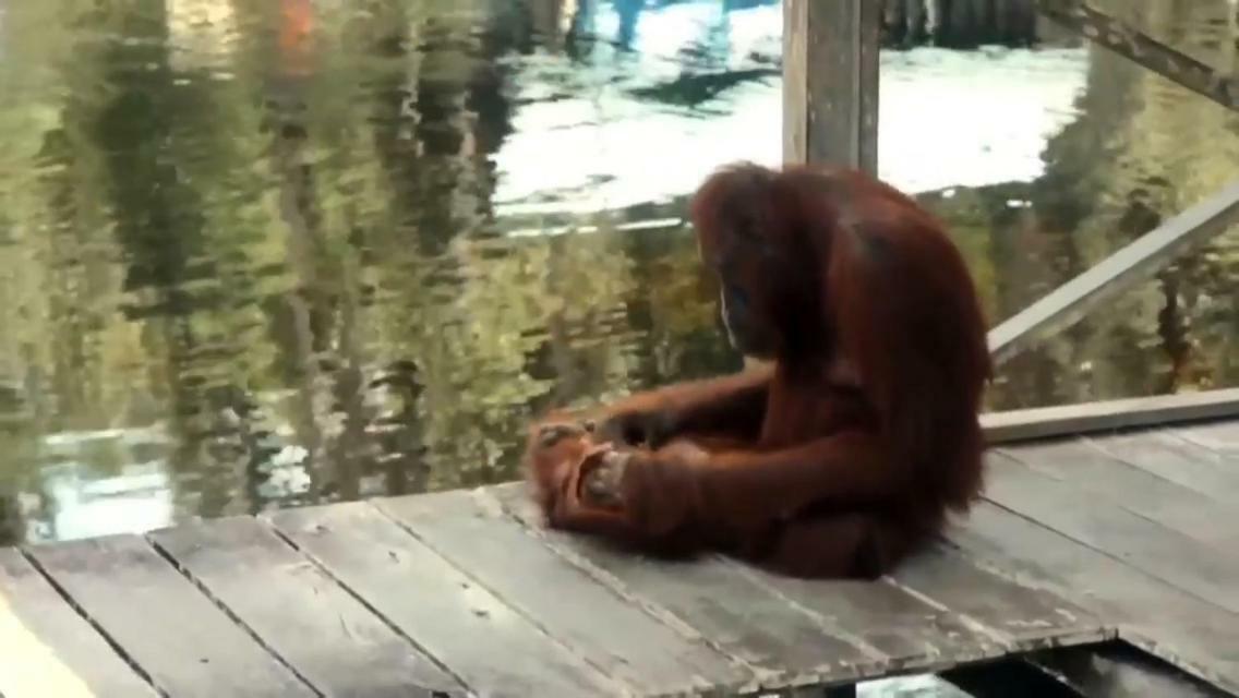 Orangutan Shaka Houseboat With Cabin Pangkalanbuun Exterior photo